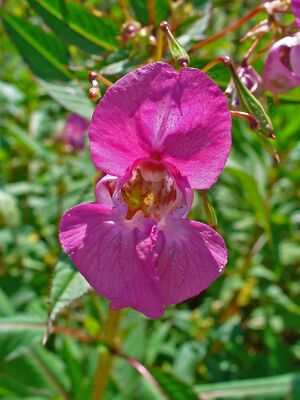 Impatiens glandulifera 0004.JPG