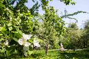In Apple garden at Primorskaya - panoramio.jpg