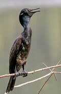 Indian Cormorant (Br.) I IMG 8092.jpg