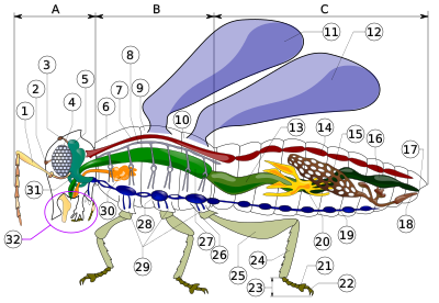 Insect anatomy diagram.svg