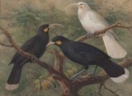 Йоханнес Герард Кёлеманс. «Three Huia (Heteralocha acutirostris)». Около 1900 года.