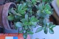 Толстянка яйцевидная (Crassula ovata)