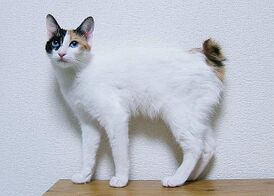 Кошка породы японский бобтейл