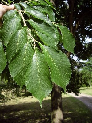 Japanese elm leaves.jpg