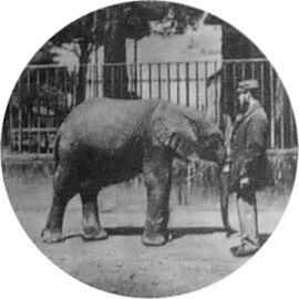 Джамбо-слонёнок. 1865