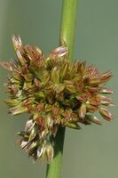 Метёлка cитника скученного (Juncus conglomeratus L.) видоизмененная в клубочек