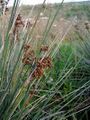 Juncus acutus