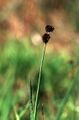 Juncus ensifolius