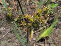 Juncus xiphioides