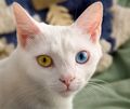 Полная гетерохромия у кошки: жёлтый и голубой глаз.