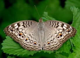 Junonia atlites