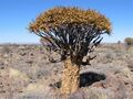 Aloe dichotoma