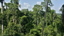 Густой тропический лес