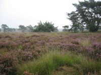 Kalmthoutse heide.jpg