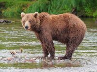 Kamchatka Brown Bear near Dvuhyurtochnoe on 2015-07-23.jpg