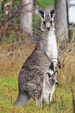 Macropus giganteus