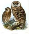 Смеющаяся сова из Ornithological Miscellany, Vol. I, 1875