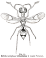 Самка Echthrodelphax bifasciatus