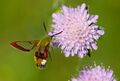 Hemaris fuciformis