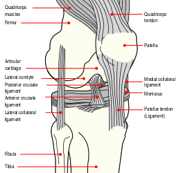 Схема правого колена.