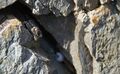 Крымский геккон возле кладки яиц в расщелине скалы