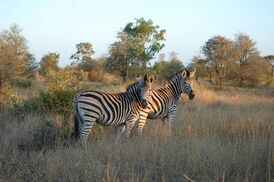 Саванные зебры в парке Крюгера