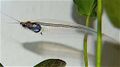 Двуусый индийский стеклянный сомик (Kryptopterus bicirrhis)