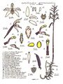 Aphyllorchis queenslandica. Ботаническая иллюстрация Льюиса Робертса  (англ.) (рус. (1996)