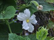 Lagenaria siceraria Bottle Gourd Flower.jpg