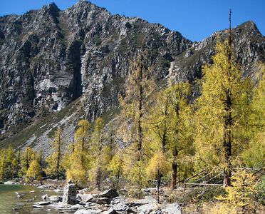 Осенний наряд лиственниц Потанина в живописном районе Хулухай (葫芦海), окрестности деревни Данлин (党岭村), уезд Ронгджаг