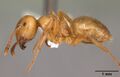 Lasius interjectus