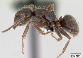 Lasius platythorax