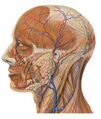 Анатомия головы