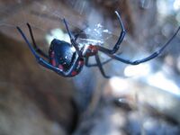 Latrodectus tridecimguttatus.jpg