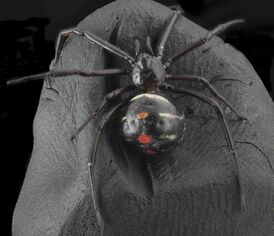 Самка паука Latrodectus variolus