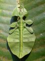 Палочник «странствующий лист» (Phyllium)
