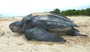 Кожистая черепаха (Dermochelys coriacea)