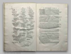 Разворот из первого издания «Описания растений», вышедшего в 1542 году