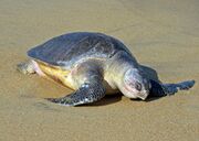 Оливковая черепаха (Lepidochelys olivacea)