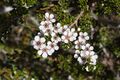 Leptospermum rupestre