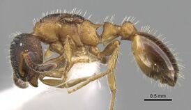 Leptothorax goesswaldi