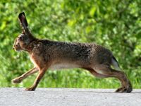 Lepus europaeus Weinsberg 20080501.jpg