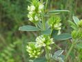 Леспедеца головчатая (Lespedeza capitata)