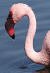 Lesser Flamingo, Phoenicopterus minor at Marievale Nature Reserve, Gauteng, South Africa (27623563240).jpg