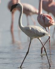 Молодой малый фламинго на озере Накуру в Кении