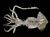 Lesser Flying Squid - Todaropsis eblanae.jpg
