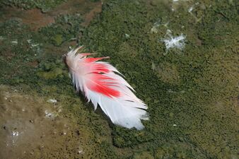 Lesser flamingo feather on a spirulina mat in Lake Chitu.jpg