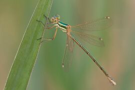 Lestes barbarus