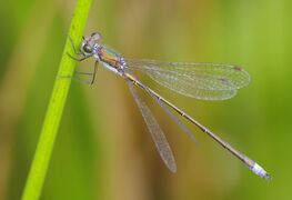 Lestes virens