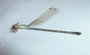 Lestes concinnus